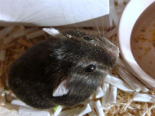 仓鼠感冒了怎么办？