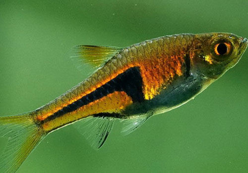 三角灯鱼的品种介绍