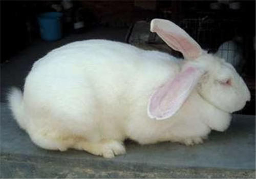 哈白兔的品种简介