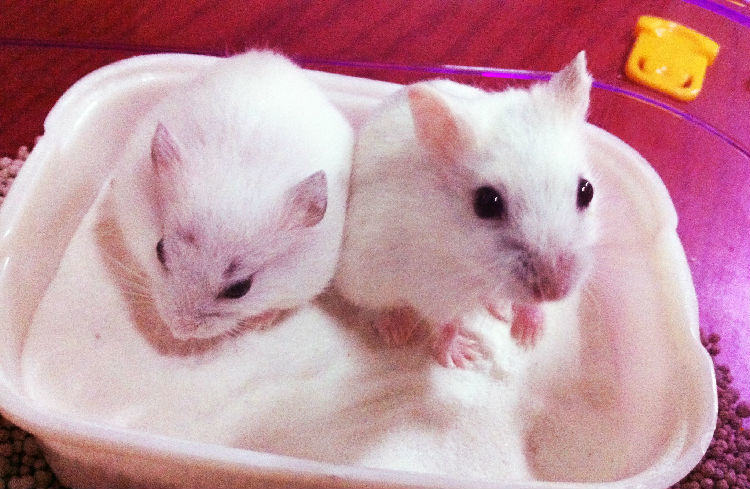 如何正确的给仓鼠洗澡