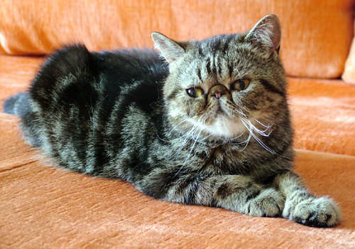 猫吃蔬菜吗