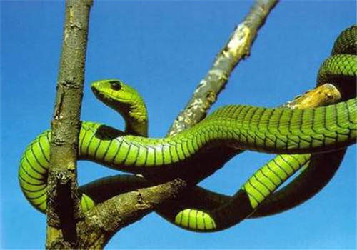 非洲树蛇的品种简介