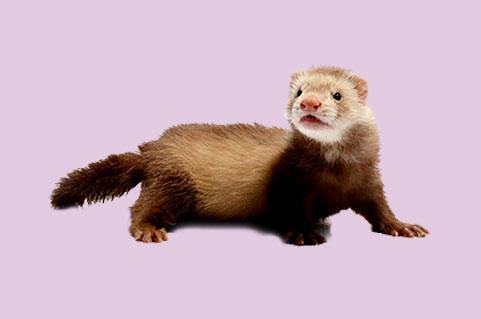 安格鲁宠物貂多少钱?安格鲁宠物貂价格 安格鲁宠物貂多少钱?安格鲁宠物貂价格