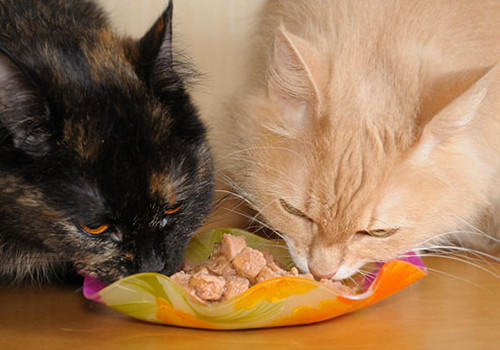 【美食攻略】自制猫咪爱的吃鸡肉拌饭