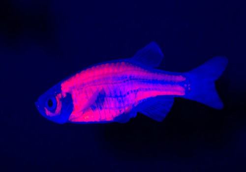 荧光斑马鱼介绍，荧光斑马鱼是什么鱼？