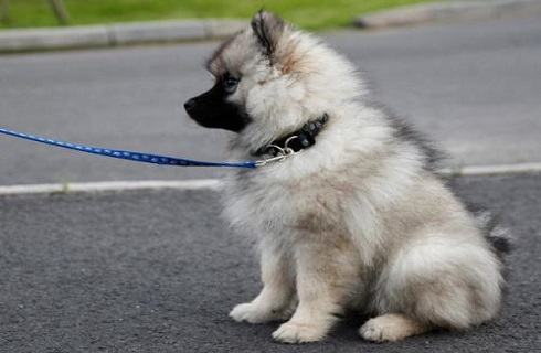 荷兰毛狮犬好养吗?荷兰毛狮犬饲养 荷兰毛狮犬好养吗?荷兰毛狮犬饲养