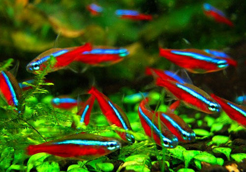 一些以鱼为主的水草造景