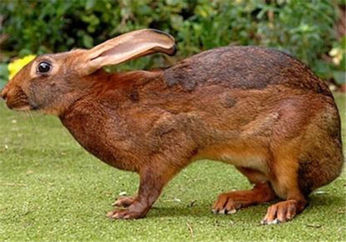 英种小型兔的喂养要点 英种小型兔的喂养要点