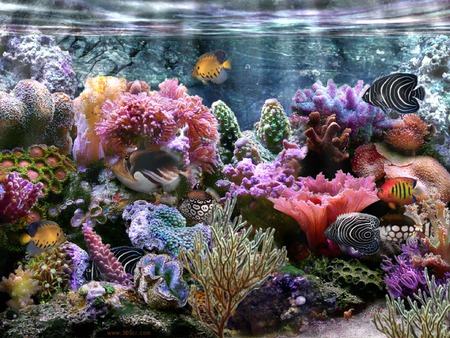 水族箱水质的测试方法