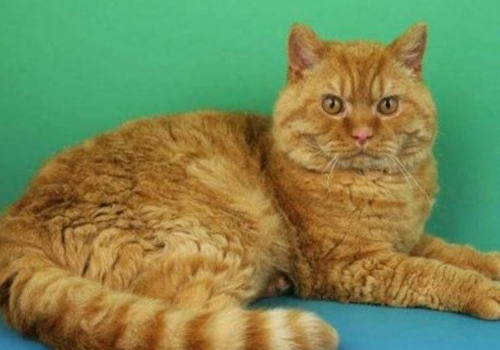 猫咪产后缺钙症状及治疗 猫咪产后缺钙症状及治疗