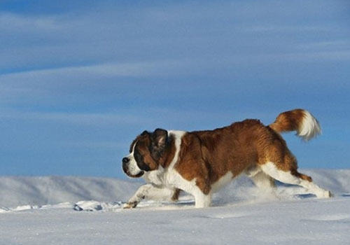 带狗狗坐车要注意哪些事