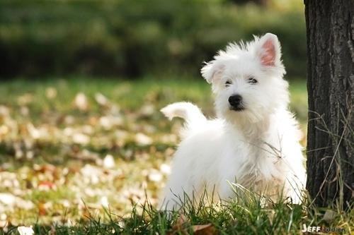 为什么西高地很少人养?养西高地的坏处 为什么西高地很少人养?养西高地的坏处