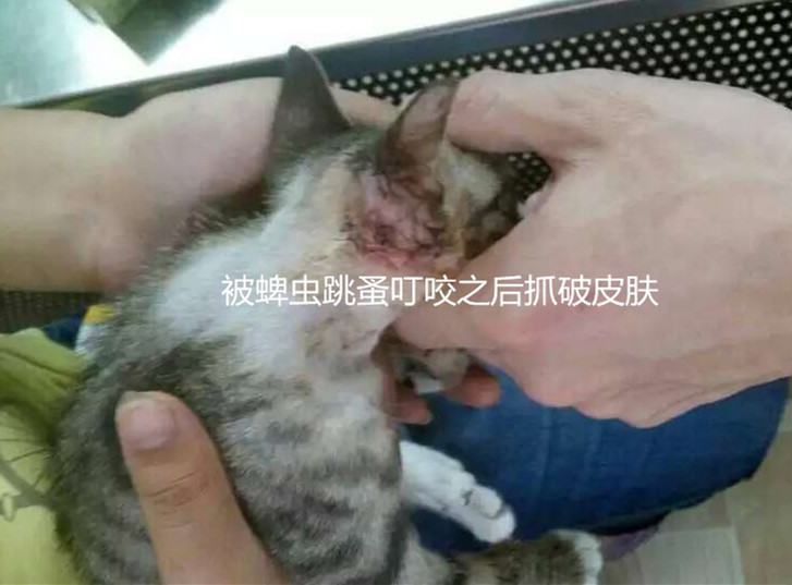 犬猫常见的寄生虫——蜱、蚤和虱
