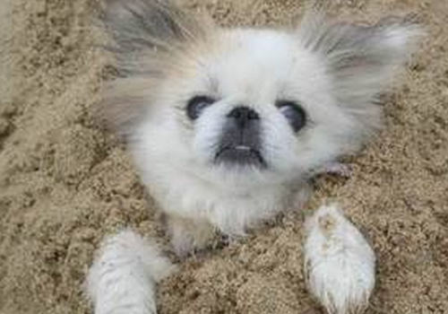 狗狗患老年痴呆的症状