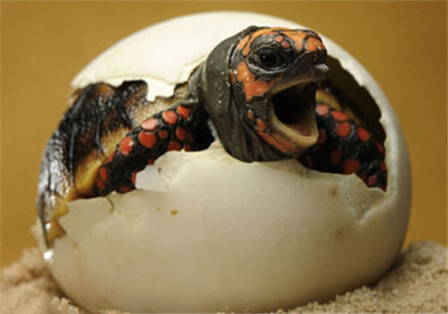 怎样判断龟的年龄？