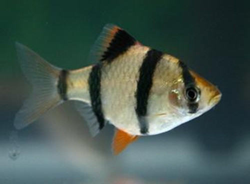 虎皮鱼的外形特点