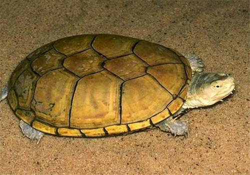 黄泥龟的生活环境