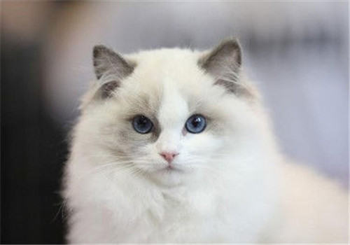 猫咪气管支气管炎的判断方法 猫咪气管支气管炎的判断方法
