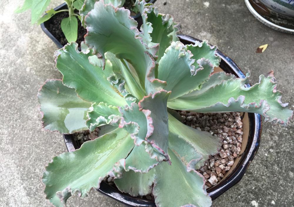 一颗花菜的励志蜕变，这样励志的包菜你是否会爱上她呢？