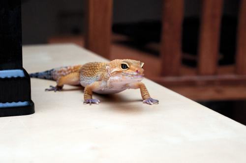 肥尾守宫多少钱？肥尾守宫怎么养？