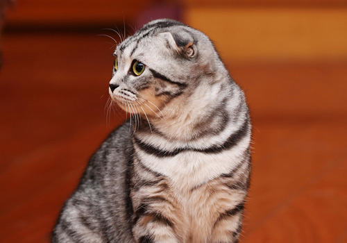 引起猫咪腹泻的常见原因