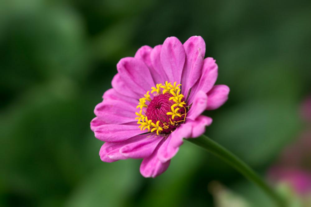 菊花秋天怎么养