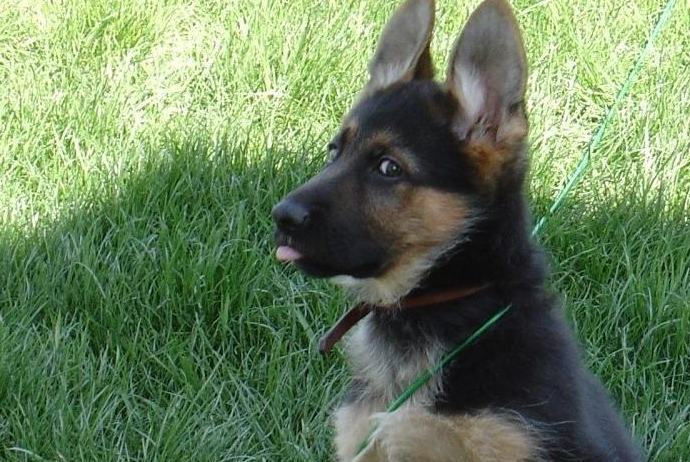 狼狗的寿命到底有多长