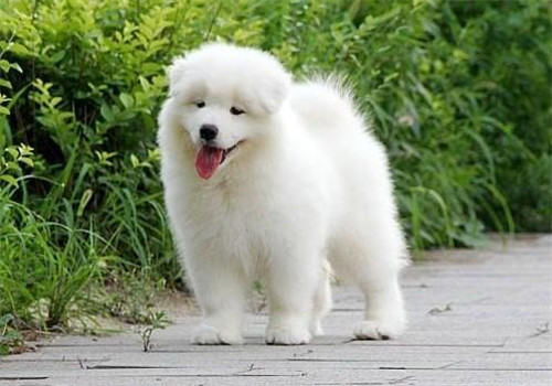 萨摩幼犬狗粮的挑选建议