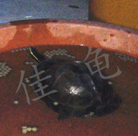 一例安布闭壳龟的口吐白沫、严重腐甲治疗报告 一例安布闭壳龟的口吐白沫、严重腐甲治疗报告