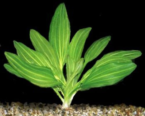 皇冠草的基本特征介绍