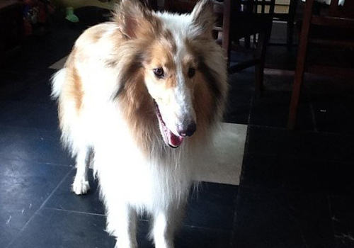 狗狗吃了不能吃的食物有哪些症状