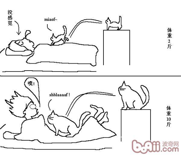 猫咪行为图解:养过猫的都懂