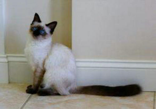 猫咪骨营养不良的认知 猫咪骨营养不良的认知