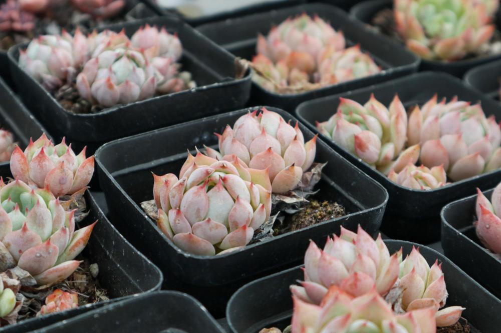 如何把多肉植物养胖