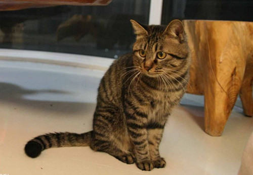 猫肚子里有虫怎么办