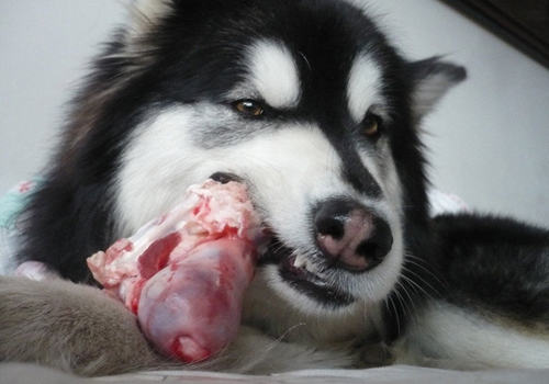 狗狗春节的饮食注意事项 狗狗春节的饮食注意事项