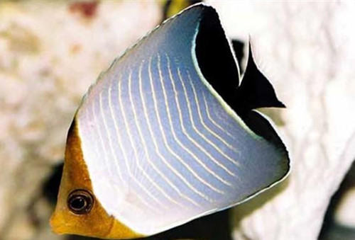 怪蝴蝶鱼的品种介绍