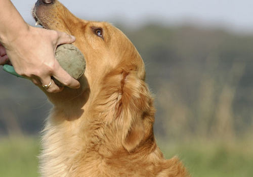 【医疗攻略】犬牙周病处理