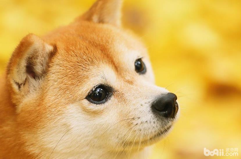 影响柴犬价格的原因有哪些？饲养柴犬要注意什么
