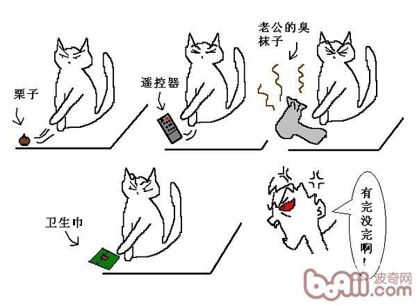 猫咪行为图解:养过猫的都懂