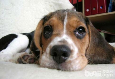 喂食过多导致狗狗消化不良怎么办？