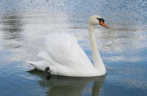 哪种动物一夫一妻制？一夫一妻制的动物盘点