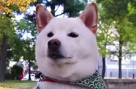 为什么白色柴犬是最少的？