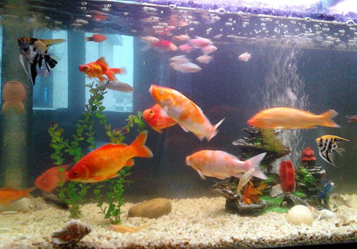 水族饲养中净水微生物的应用