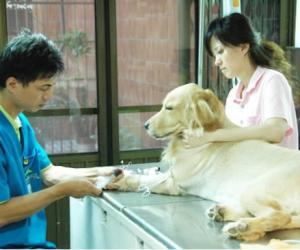 怀孕期间如何科学养狗 怀孕期间如何科学养狗