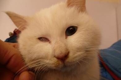 猫中枢性前庭疾病引起霍纳氏综合症