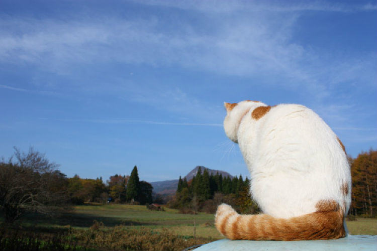 猫咪也需要出去遛弯