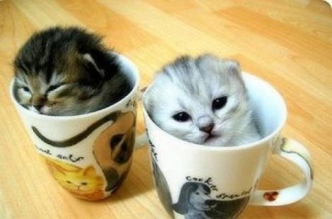 小奶猫还没长牙的时候可以吃什么？