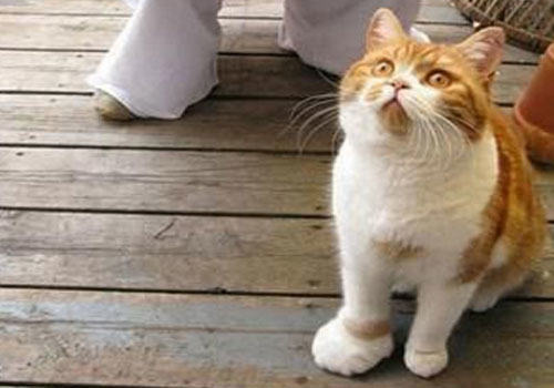 浅谈猫咪的昆虫过敏(一) 浅谈猫咪的昆虫过敏(一)