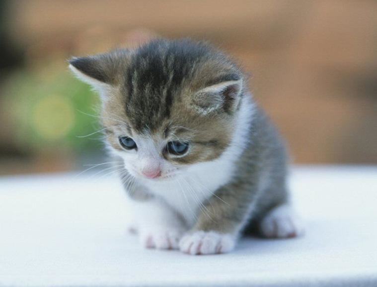 关于新手养猫的三个问题